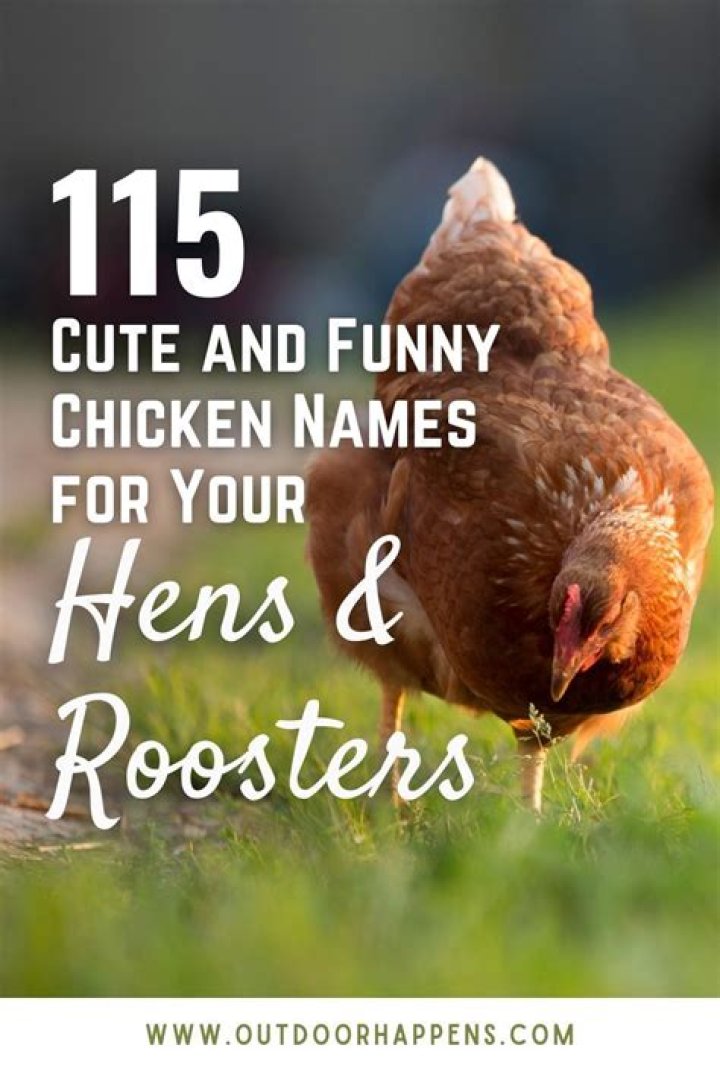 115 Cute and Funny Chicken Names Funny chicken names, Chicken names