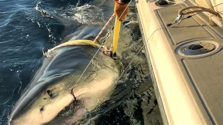 1,400pound great white shark spotted near Myrtle Beach United States