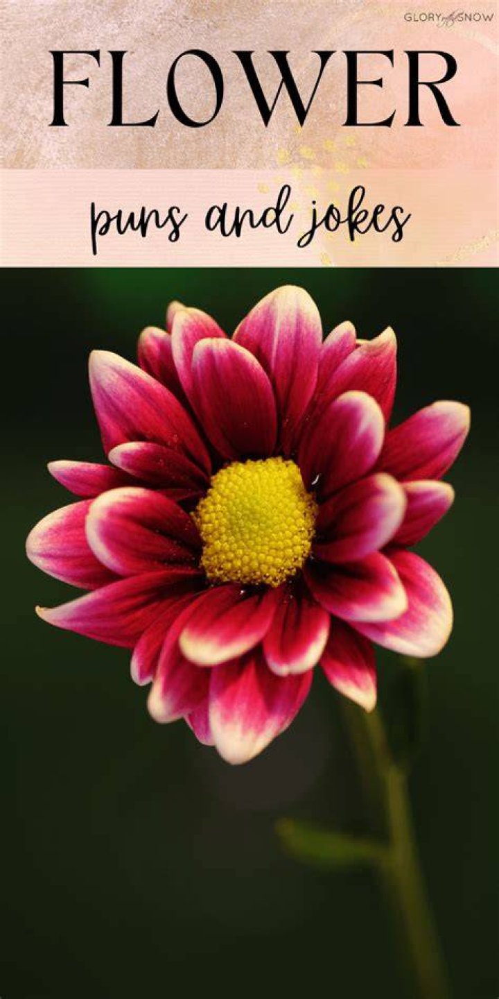 20+ Best Flower Puns for Your Flowers CaptionsGram