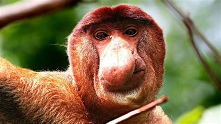 20 Of The Ugliest Animals On Earth Page 5 of 5