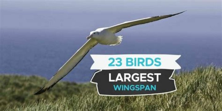 23 Birds With The Largest Wingspan [Incl. Pictures!] Birdwatching Buzz
