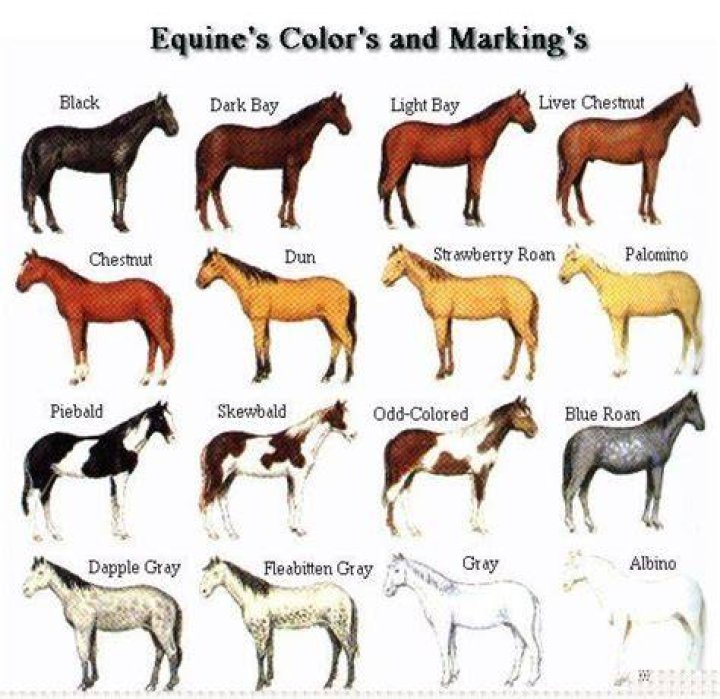 30 Most Common Horse Colors (With Color Chart) Pet Keen