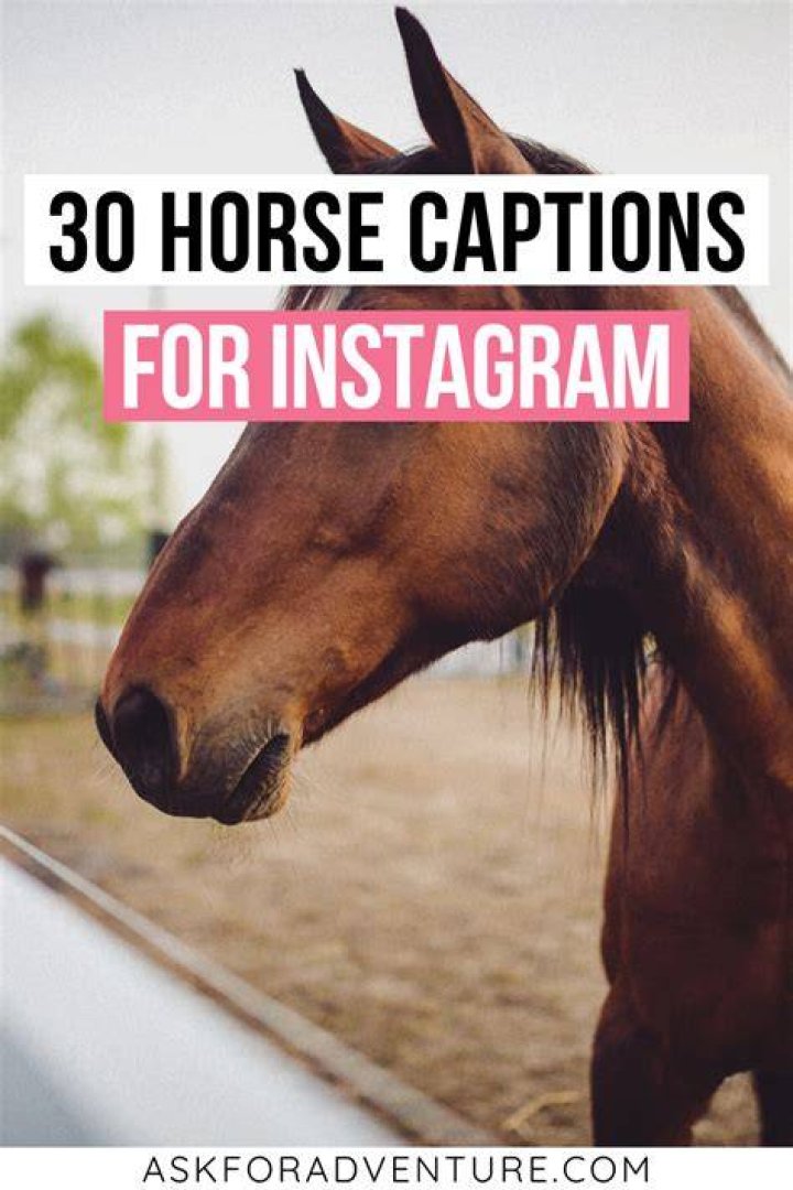 30 Short Horse Riding Captions for Instagram Pictures Ask for