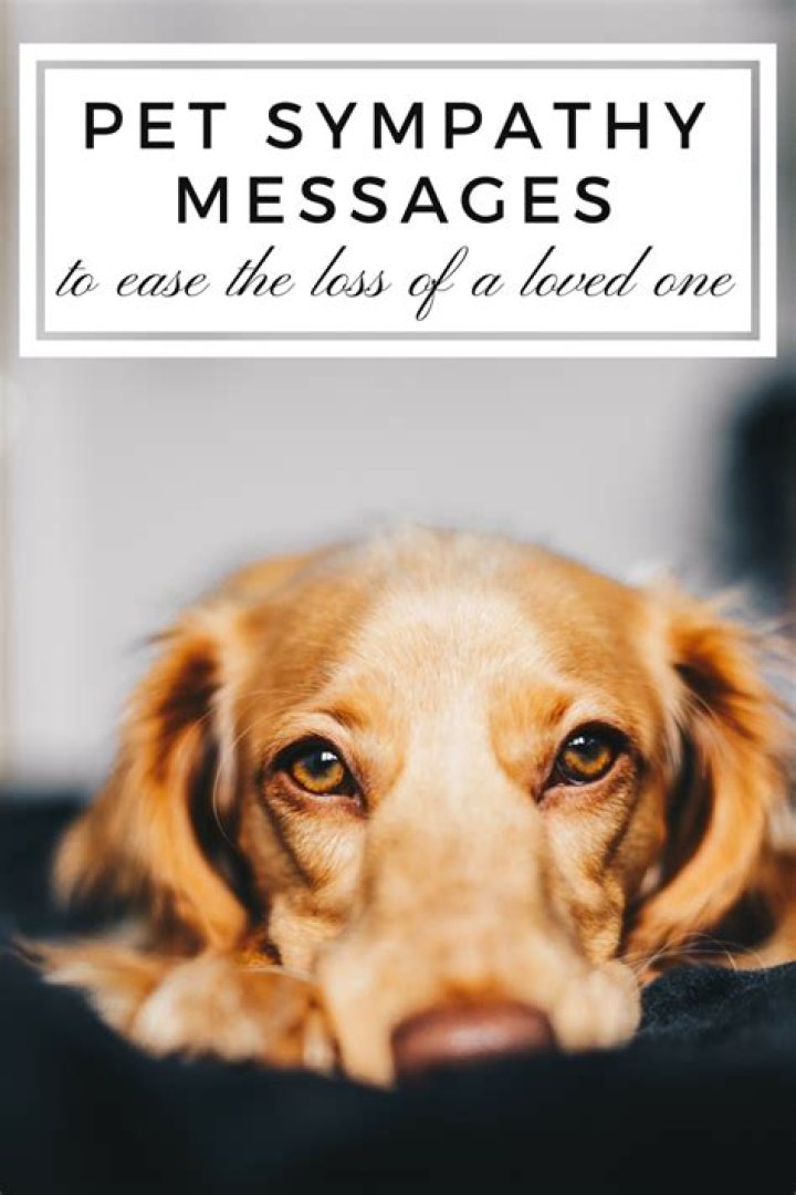 35+ Sympathy Messages for the Loss of Aunt Comforting Words Sympathy