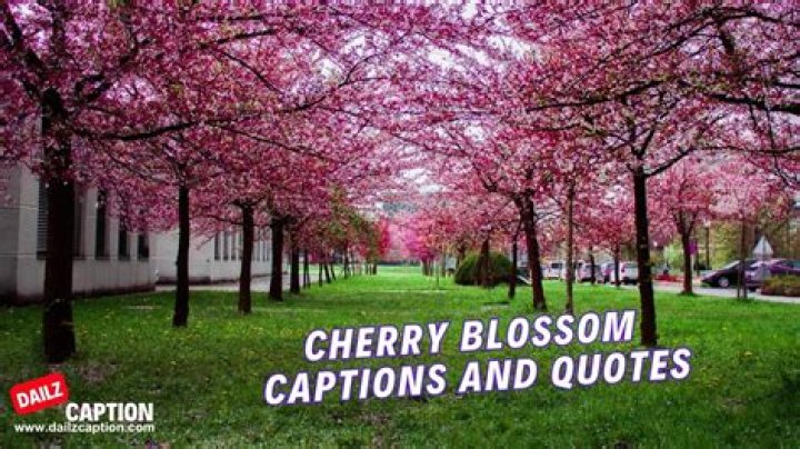 360+ Cherry Blossom Captions for Instagram (Generator+Guide)