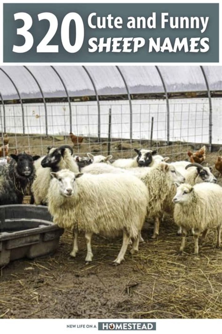 400 Funny Homestead Farm Names Ideas