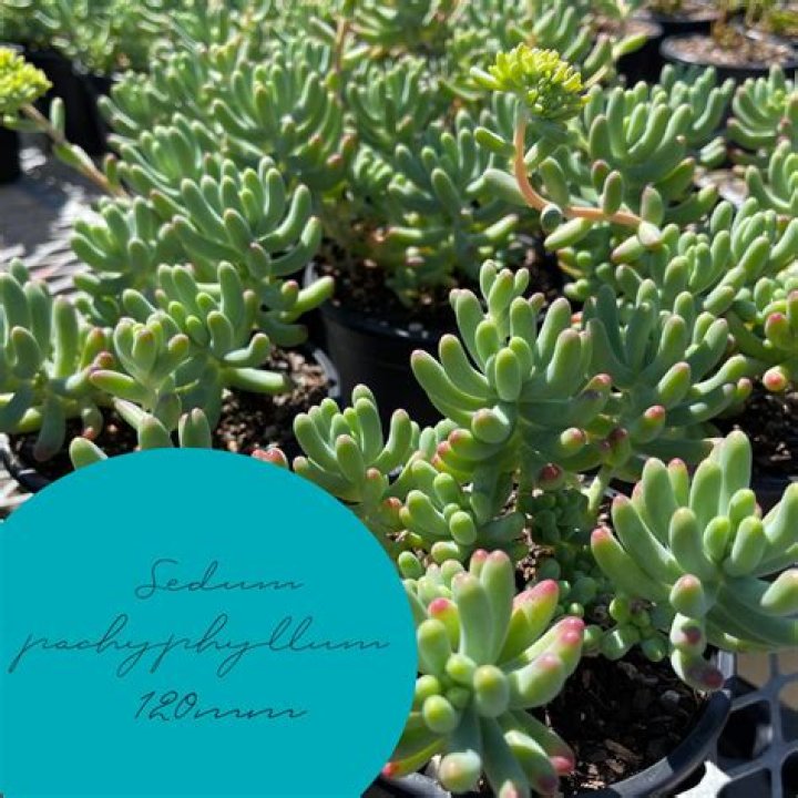 60mmsucculents Empire Wholesale Nursery