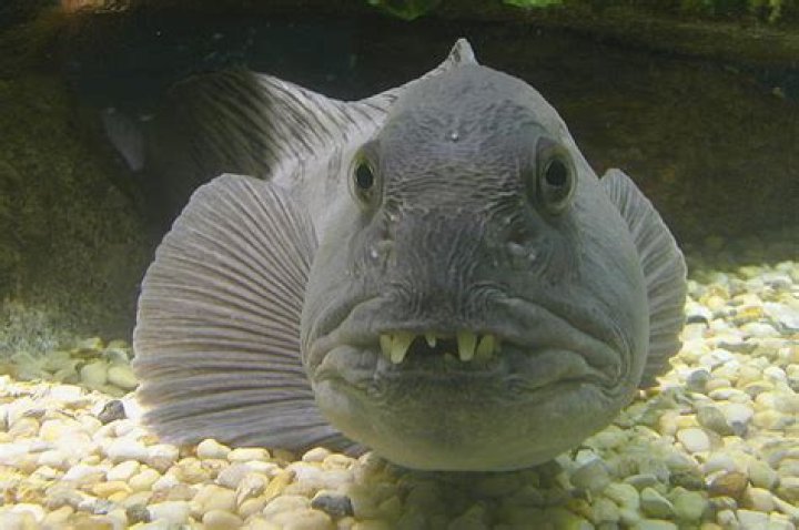 7 Fish So Ugly Only Their Mothers Can Love Them 30A