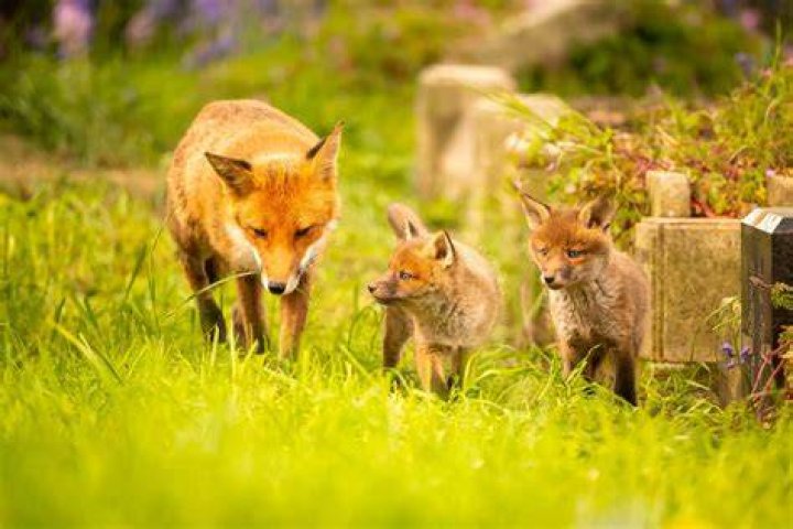 A Family Of Foxes Edward, James, Robert, Laurence, Emilia, Freddie