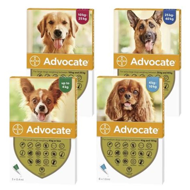 Advocate, Gscsix