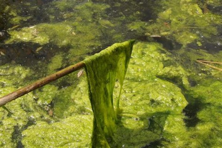 Algae Type, Gscone