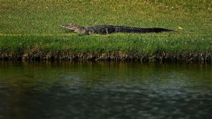 Alligator attack in South Carolina end with woman killed Marca