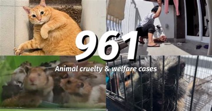 Animal Cruelty, Gscthree