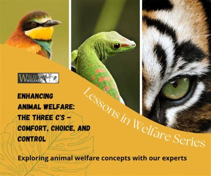 Animal Welfare, Gscthree