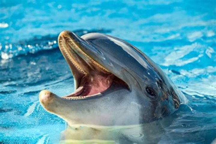 Are Dolphins Dangerous? 17 Facts That Prove They Are Best LifeBest Life