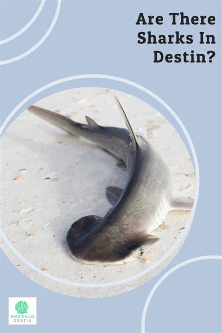 Are There Sharks In Destin Beach? The 10 Correct Answer