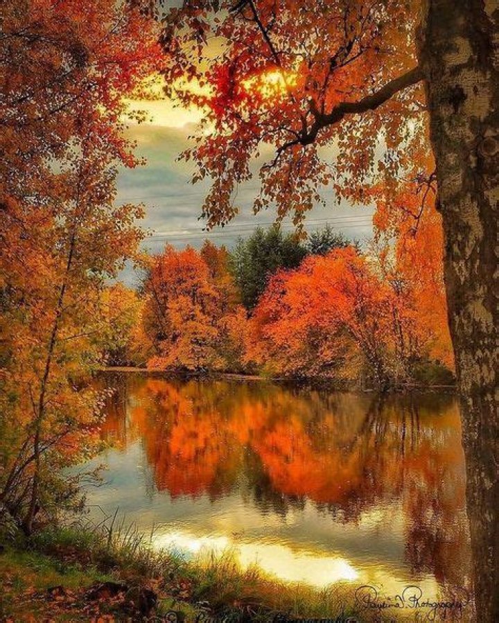 Autumn Lights Picture Autumn Joi