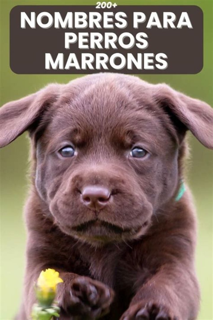 Awesome Monkey 🐵 Nombres divertidos, Juegos de nombres, Nombres