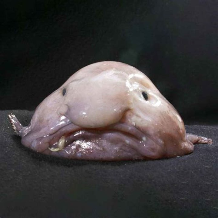 Blob Fish The blobfish is a deep sea fish of the family
