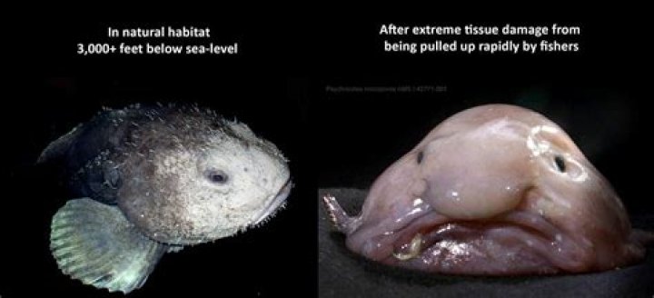 Blobfish Are blob fish real? What is the ugliest animal? SeaFish