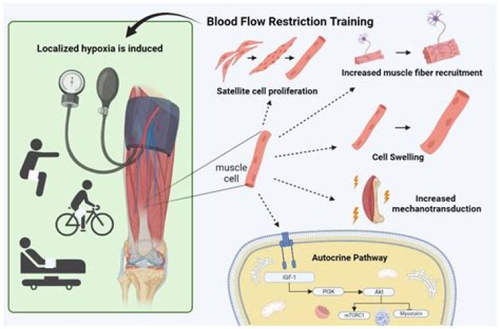 blood flow restriction training before and after photos