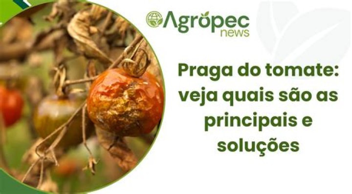 C&acirc;ncer de est&ocirc;mago veja quais s&atilde;o os sintomas da doen&ccedil;a que matou a