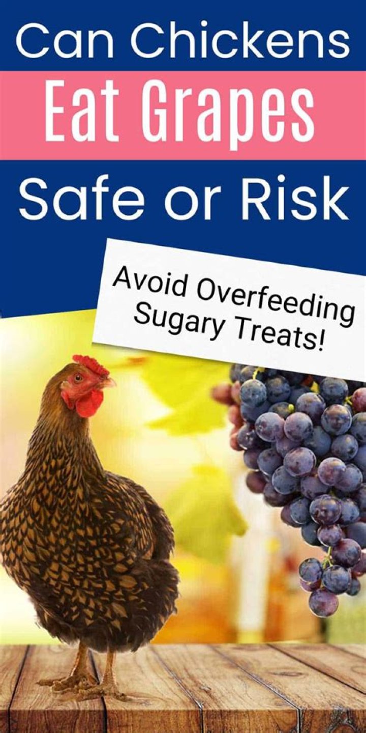 Can Chickens Eat Grapes Safely?