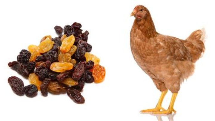 Can Chickens Eat Raisins? We have done the research for you! My
