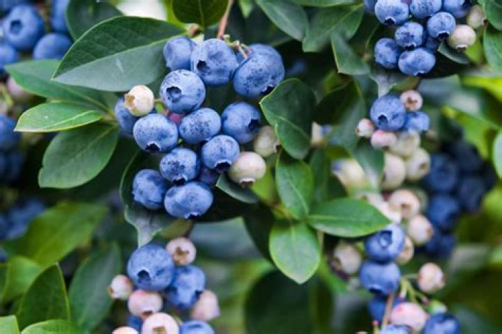 Can&rsquo;t Find The Blueberries, The Superfood? Go for It&rsquo;s Best Alternative