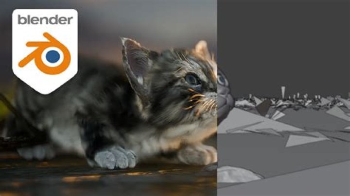 Cat Blender Video Reddit