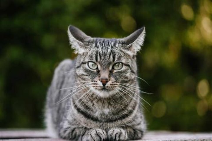 [Cat's Name], Gscfour