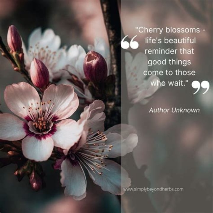 Cherry Blossom Quote Quote Artists Blossoms Daisy Janie / In their