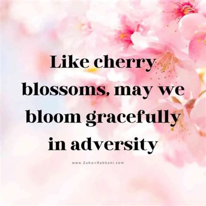 Cherry Blossom Quotes and Captions for Instagram in 2022 Cherry