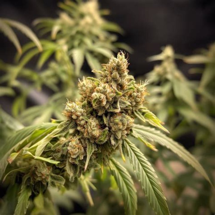 Cherry Gushers - Ie 420 Supply - Gelato Weed Strain