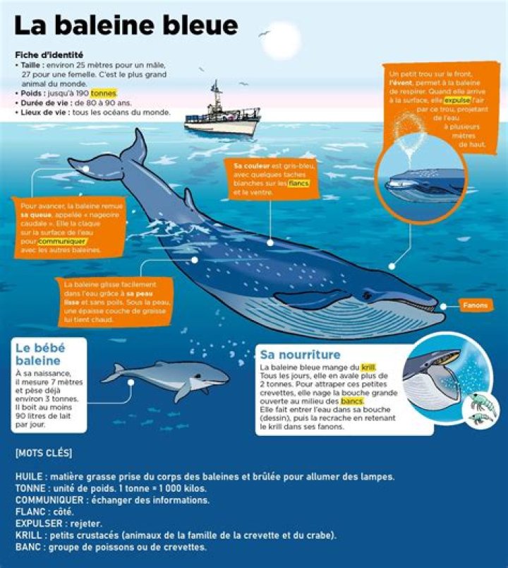 confortable baleine bleue éperon large family table Affirmer jeter de