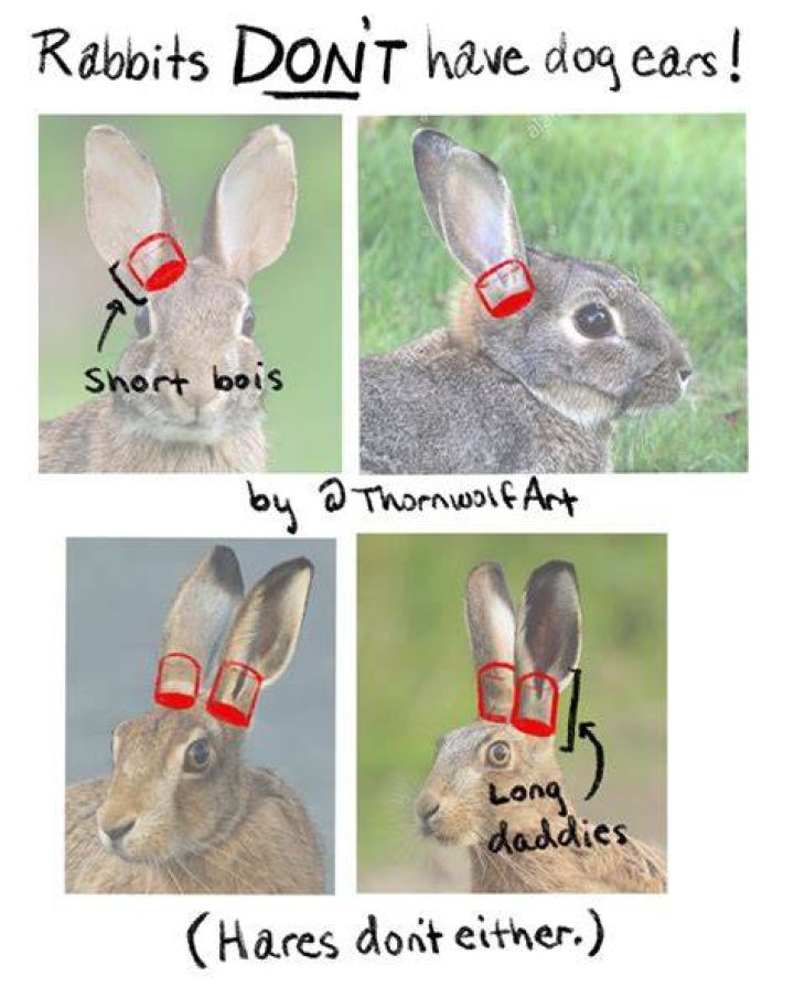 Contrast To Bunny's Red Dress, Gscthree