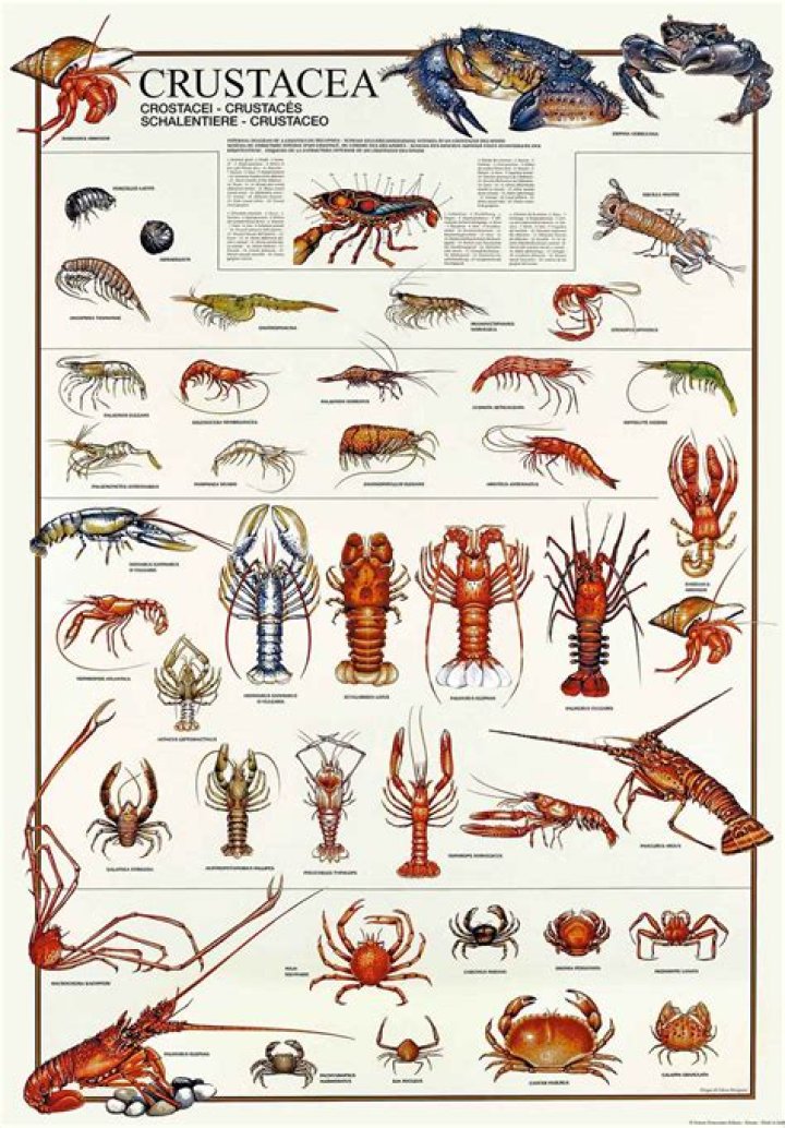 Crustaceans, Gsctwo