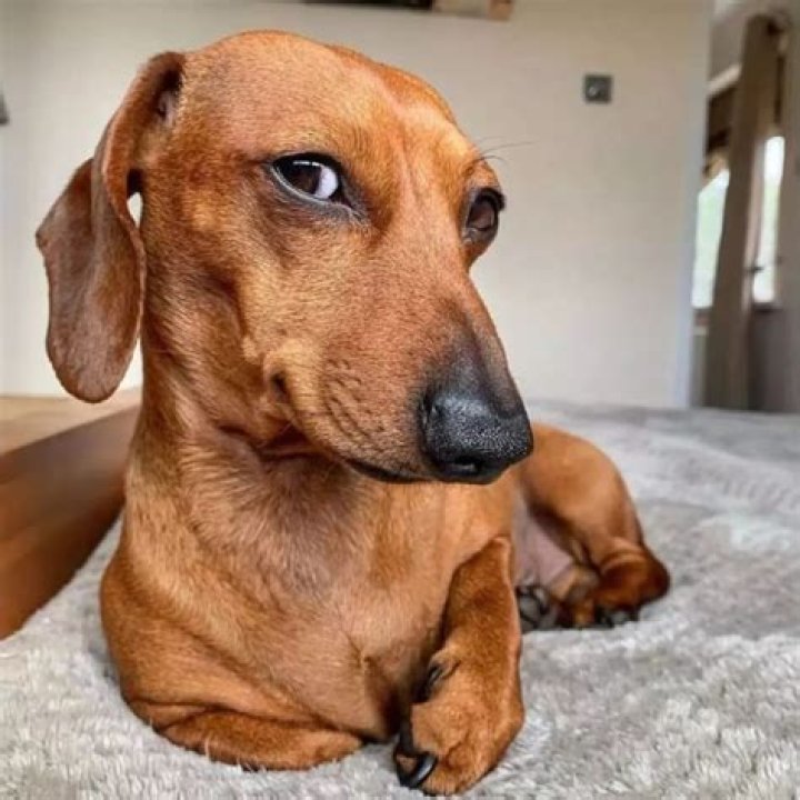 Dachshund Pet Heaven