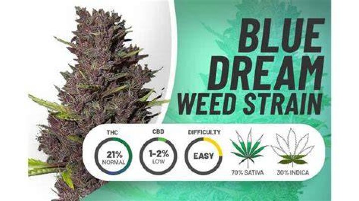 Delta 8 Blue Dream Hybrid - Products|Thc|Hemp|Brand|Gummies|Product|Delta-8|Cbd|Origin|Cannabis|Delta|Users|Effects|Cartridges|Brands|Range|List|Research|Usasource|Options|Benefits|Plant|Companies|Vape|Source|Results|Gummy|People|Space|High-Quality|Quality|Place|Overview|Flowers|Lab|Drug|Cannabinoids|Tinctures|Overviewproducts|Cartridge|Delta-8 Thc|Delta-8 Products|Delta-9 Thc|Delta-8 Brands|Usa Source|Delta-8 Thc Products|Cannabis Plant|Federal Level|United States|Delta-8 Gummies|Delta-8 Space|Health Canada|Delta Products|Delta-8 Thc Gummies|Delta-8 Companies|Vape Cartridges|Similar Benefits|Hemp Doctor|Brand Overviewproducts|Drug Test|High-Quality Products|Organic Hemp|San Jose|Editorial Team|Farm Bill|Overview Products|Wide Range|Psychoactive Properties|Reliable Provider|Boston Hempire