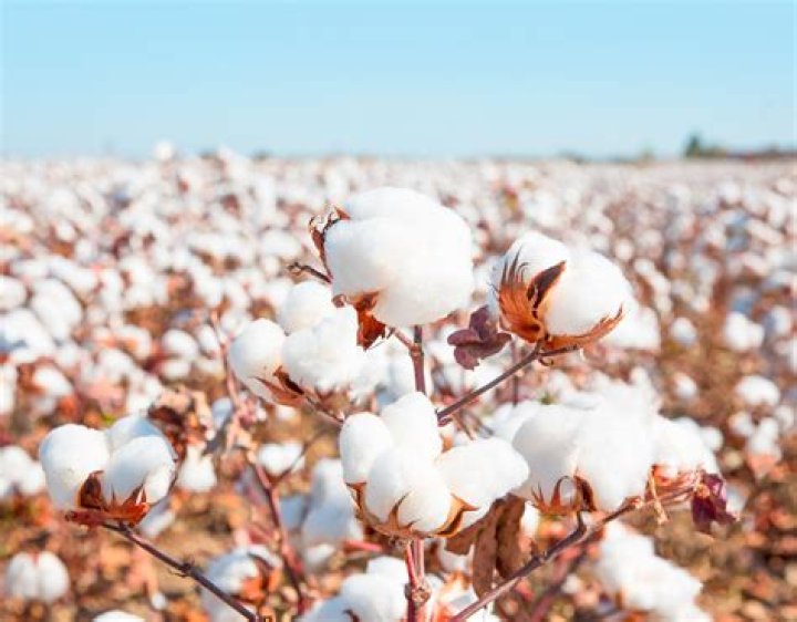 Discovering The Wonders Of Sian Cotton: A Natural Fiber Revolution