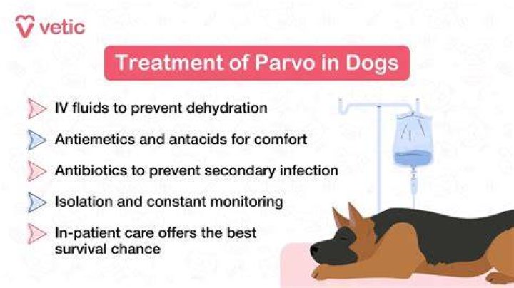 Do Dogs With Parvo Have Seizures