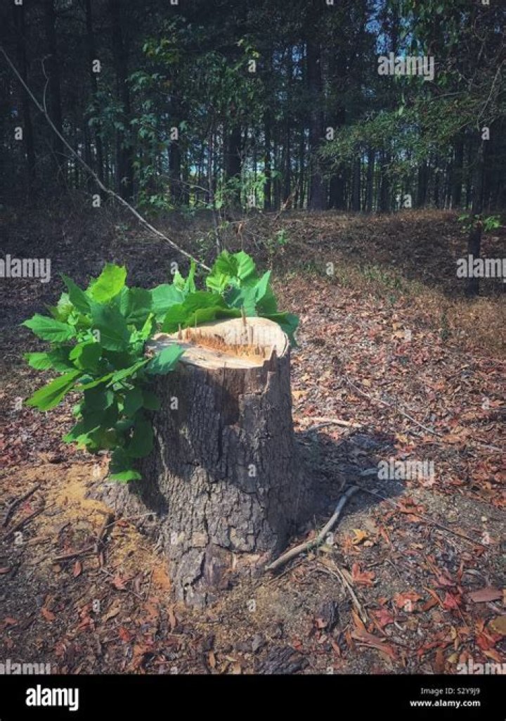 Do tree stumps grow back