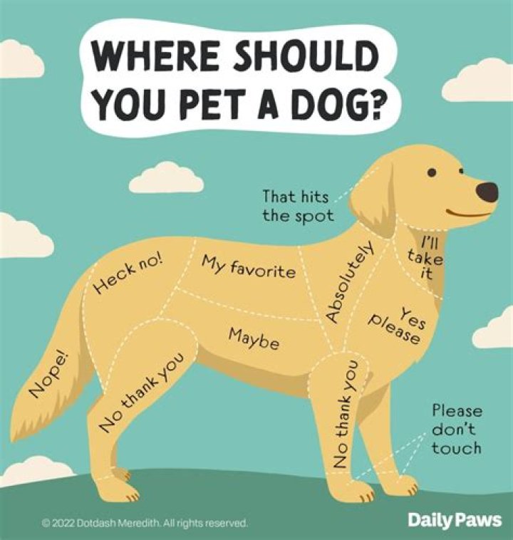 Does my dog have all its shots?