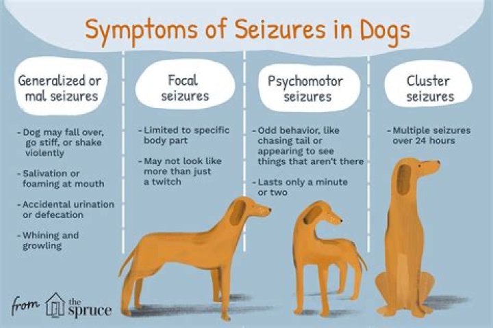 Dog focal seizure YouTube