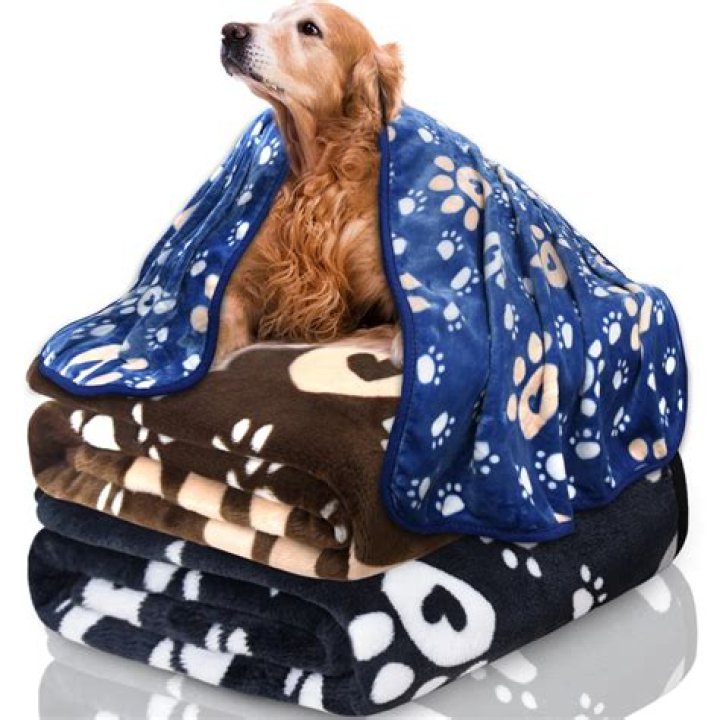 Dog On Blanket