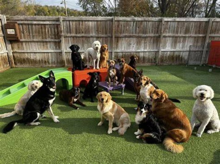 Doggie Daycare in Sandpoint