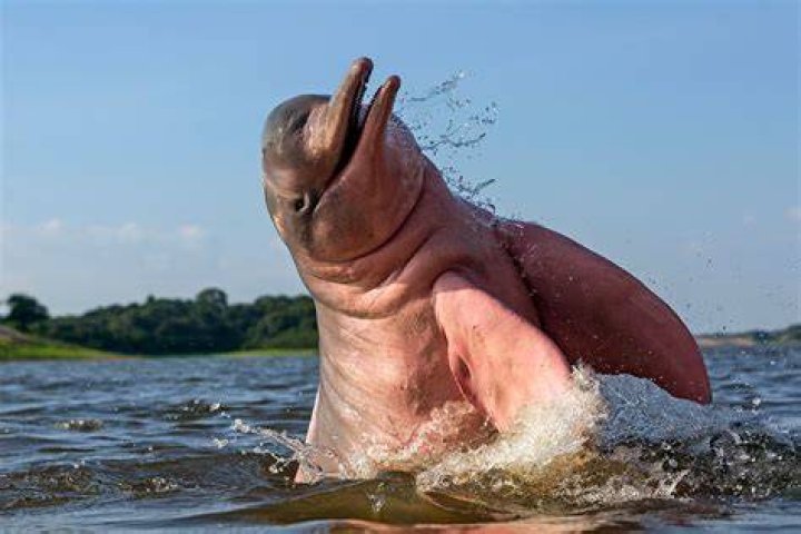 Dolphin found in Essex estuary had birth