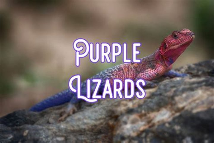 Download Purple Lizard Inc With Monsters Glasses HQ PNG Image Free