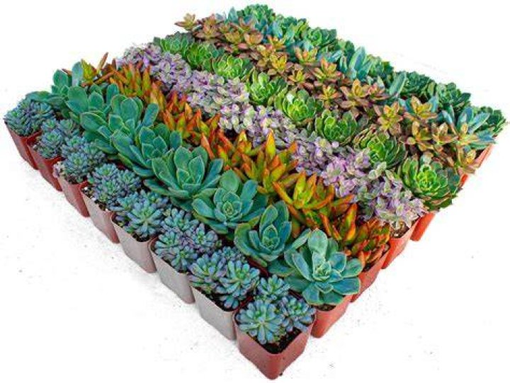 Empire Wholesale Succulents Empire Wholesale Nursery