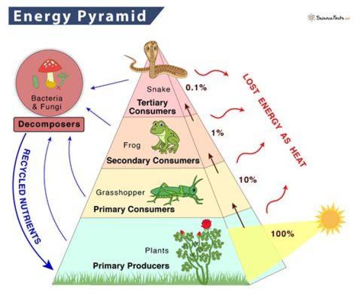 Energy, Gscone